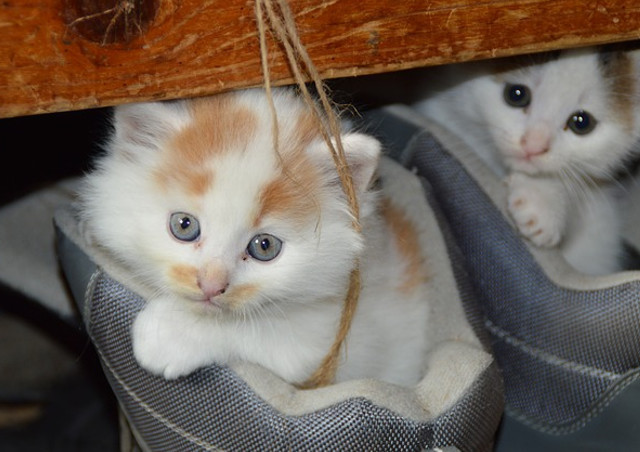 自宅でできる！猫の健康状態をチェックする方法