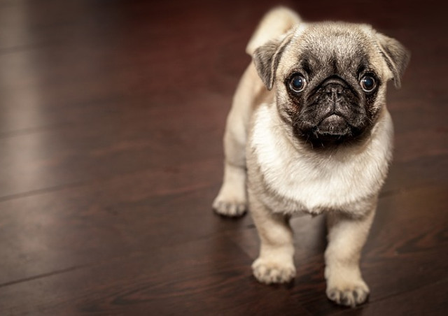 市原市のペットクリニックで犬・猫の健康診断をお願いするなら【ホーム犬猫病院】にお任せを